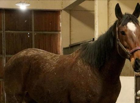 TMSF safkan İngiliz kısrağı ile tayını satışa çıkarıyor