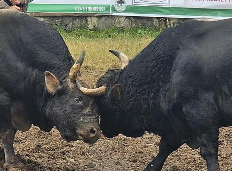 Artvin’de arenaya devler çıkıyor! 800 kiloluk pehlivan boğalar güreşe hazırlanıyor