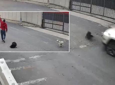 Avcılar'da bir sürücü köpeği ezdi, yoluna devam etti