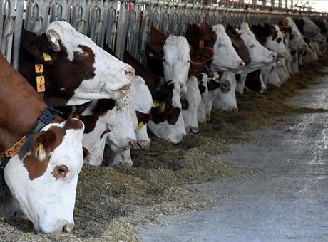 Çorum'da büyükbaş hayvanları uygunsuz koşullarda barındıran işletmeye idari para cezası uygulandı