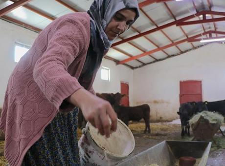 Devlet desteğiyle hayvan sayısını 5 ayda 2'ye katladı: 'Çok mutluyum, kendi işimizi yapıyoruz'