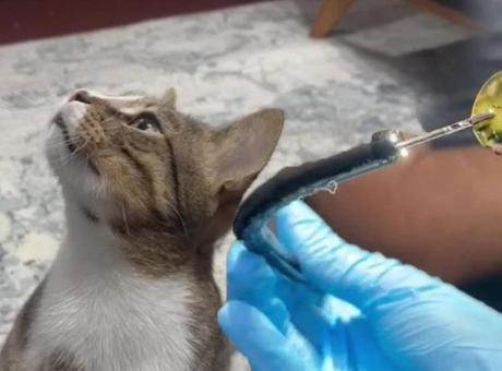 Dört yıldır kusan kedinin midesinden çıktı! Herkes şaşkına döndü