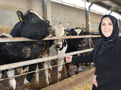 Ev hanımlığından patronluğa: Devlet destek verdi, 900 hayvanın bulunduğu çiftliğin sahibi oldu
