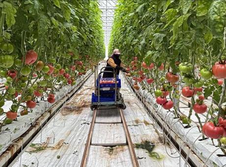 Güneş enerjisi santraliyle desteklenen serada üretimin artırılması hedefleniyor