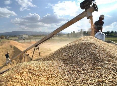 Hububat üretiminde yüksek verim potansiyeli bulunuyor