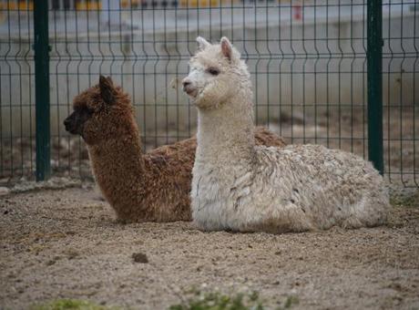 İpsala Sınır Kapısı’nda şaşırtan operasyon: Minibüsten alpaka ve çok sayıda hayvan çıktı