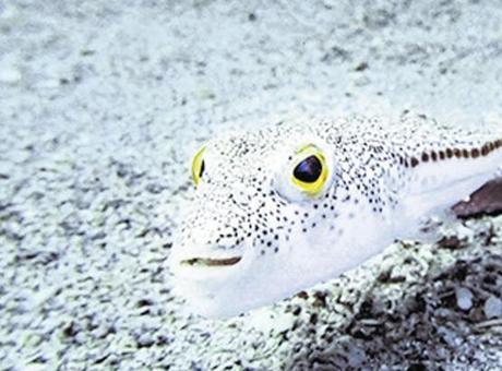 İstilacı türlere karşı eylem planı hazır