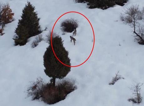 Kırmızı listede! Erzincan'da ortaya çıktılar: Karların içinde inanılmaz manzara