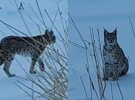 Koruma altındaki türler arasında olan vaşak Bayburt'ta görüldü