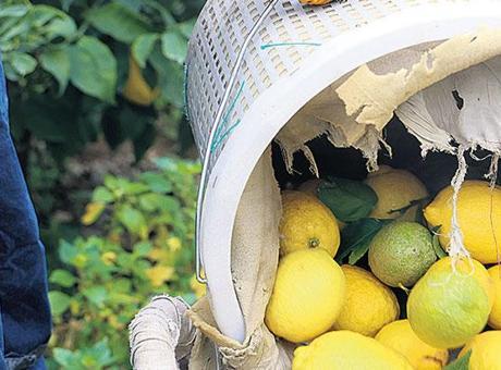 Limon fiyatı ithalata kapı açtı