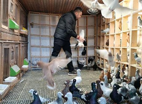 Memurluğu bırakıp güvercin yetiştiricisi oldu, otomobil fiyatına satıyor