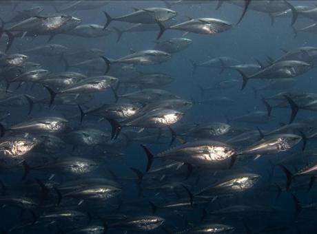 Orkinos avcılığında mevcut sistem sektörün de talebiyle devam edecek