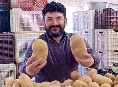 Pazarda gören dönüp bir daha bakıyor! Tek patatesle 4 kişilik yemek çıkıyor