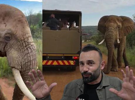 'Sakın dokunmayın' uyarısına aldırmayan Türk turistler kabusu yaşadı! 5 tonluk fil saldırıya geçti
