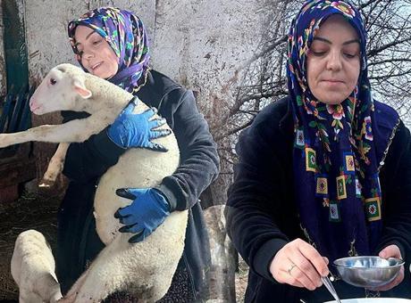 Şehir hayatını terk edip çiftlik kurdu! 'Peynir ilk başta olmuyor, yoğurt tutmuyor ama pes etmedim'