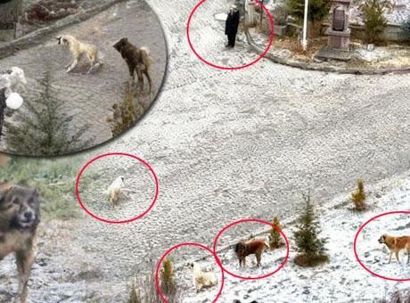 Sokak köpeklerinin dehşeti kamerada! Sürü halinde saldırdılar