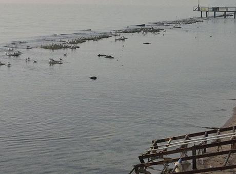 Tekirdağ'da sular çekildi, denizin dibinden çıktı!