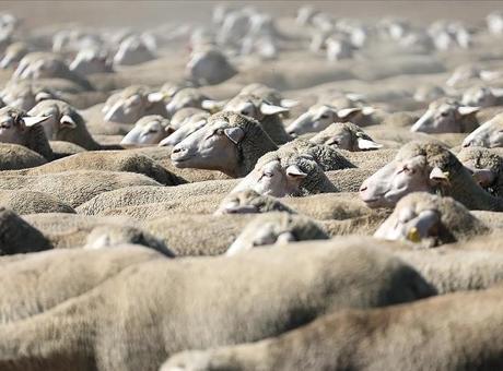 TİGEM, 120 reforme küçükbaş hayvan satacak