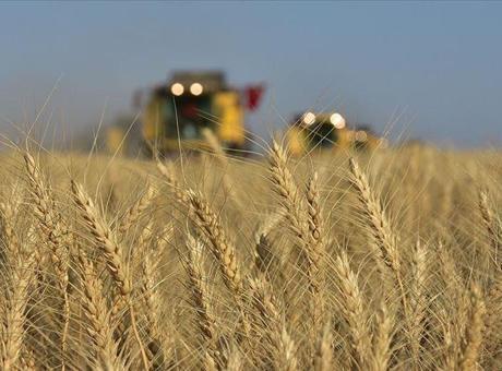 TÜİK 2024-2025 dönemi bitkisel ürün denge tablolarını açıkladı