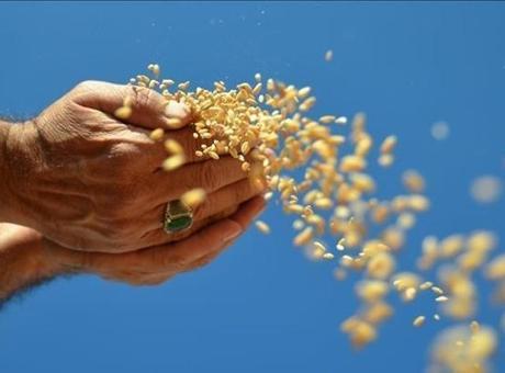 Türkiye'den 2 ayda 1,9 milyar dolarlık hububat ihracatı
