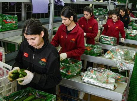 Türkiye'den Rusya'ya sebze ihracatı arttı