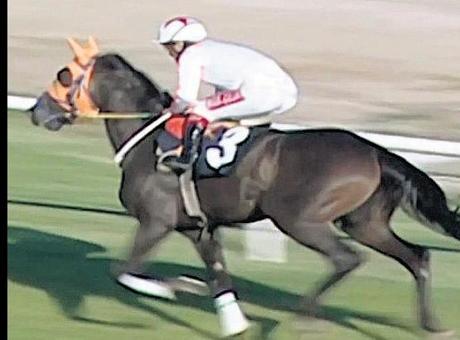 Yarış atından kavurma!