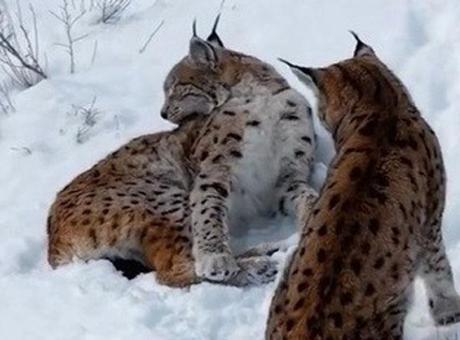 Yer: Erzincan! Görüntülendiklerini fark edince koşarak uzaklaştılar