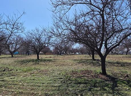 Zirai dondan etkilenen kayısıda bu yıl yüksek verim bekleniyor