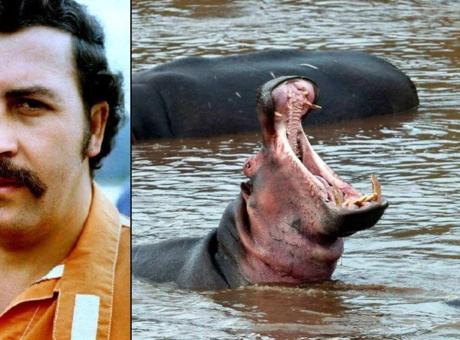 Escobar'ın itlaf edilmek istenen 80 su aygırına milyoner talip! 'Nerede doğacaklarını seçmediler'