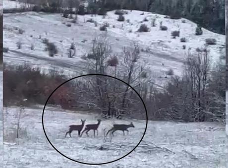 Kar altında görüntülendi! Nadir misafirler heyecan yarattı