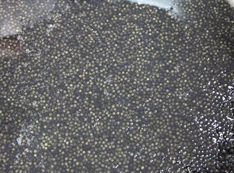 Kilosu 2 bin dolardan satılıyor! Karadeniz'e 8 bin adet dağıtılacak, çiple takip edilecek