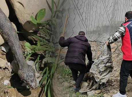 3 metrelik dev yılan evin altına yuva yaptı, belediye harekete geçti: Aileme zarar verecek diye korkuyoruz