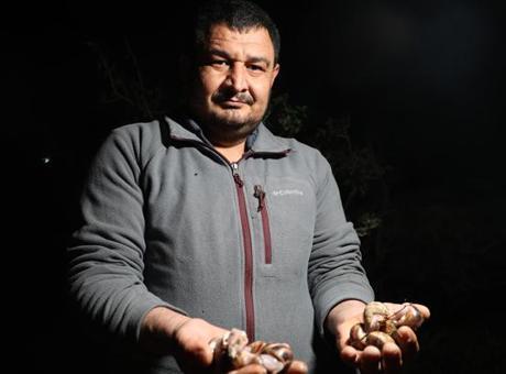 Adana’da salyangoz mesaisi: Kilogramı 35 lira