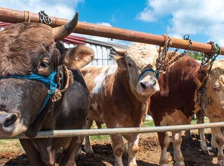 Bir köyün korkulu rüyası! 3 hafta içinde 149 büyükbaş çalındı