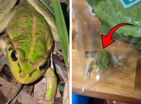 İndirimli marul paketinin içinden canlı kurbağa çıktı! İsim bile verdiler