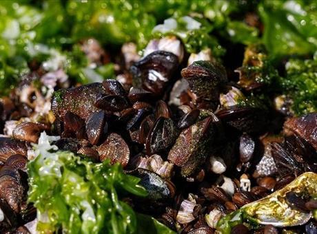 İzmir'de midye başta olmak üzere 7 ton su ürününe el konuldu