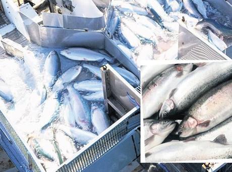Karadeniz somonu dünyaya açıldı