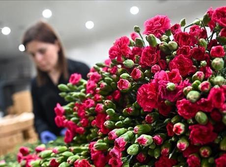 Türkiye'den 35 ülkeye Anneler Günü için 80 milyon dal çiçek